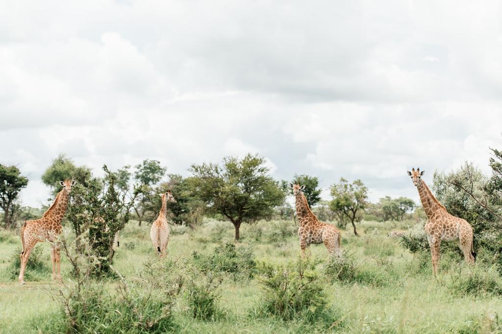 Monate Game Lodge Modimolle Luaran gambar